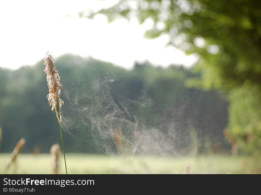 Grass and blossom dust