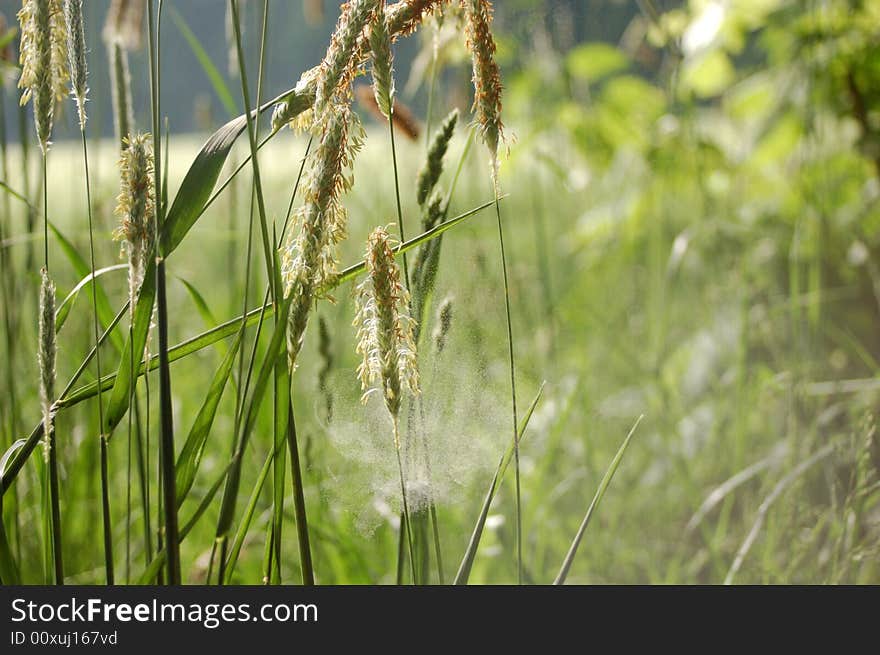 Grass and blossom dust