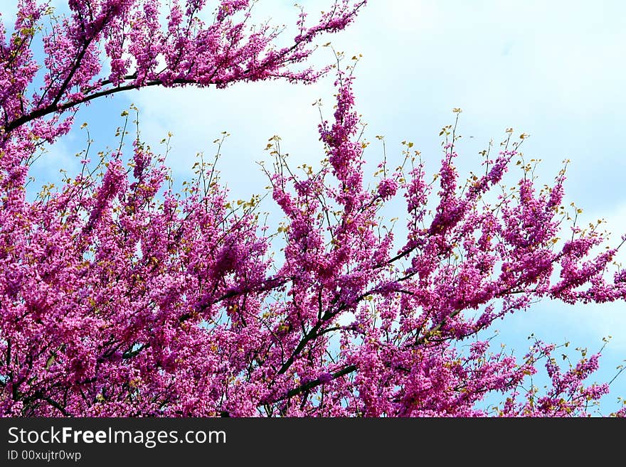 A spring time image of a flowering tree with purple blossoms. A spring time image of a flowering tree with purple blossoms.