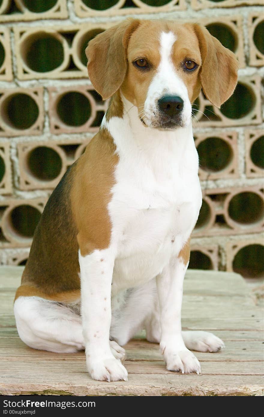 Portrait of sweet female of beagle. Portrait of sweet female of beagle