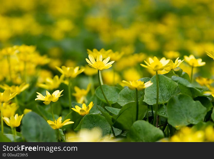 Peaceful tranquil floral background with yellow flowers. Peaceful tranquil floral background with yellow flowers