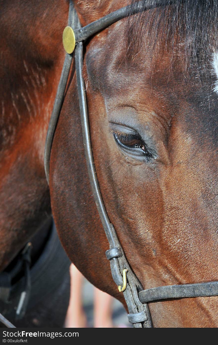 Close up of a horses head. The horse was used by tourists to ride around on