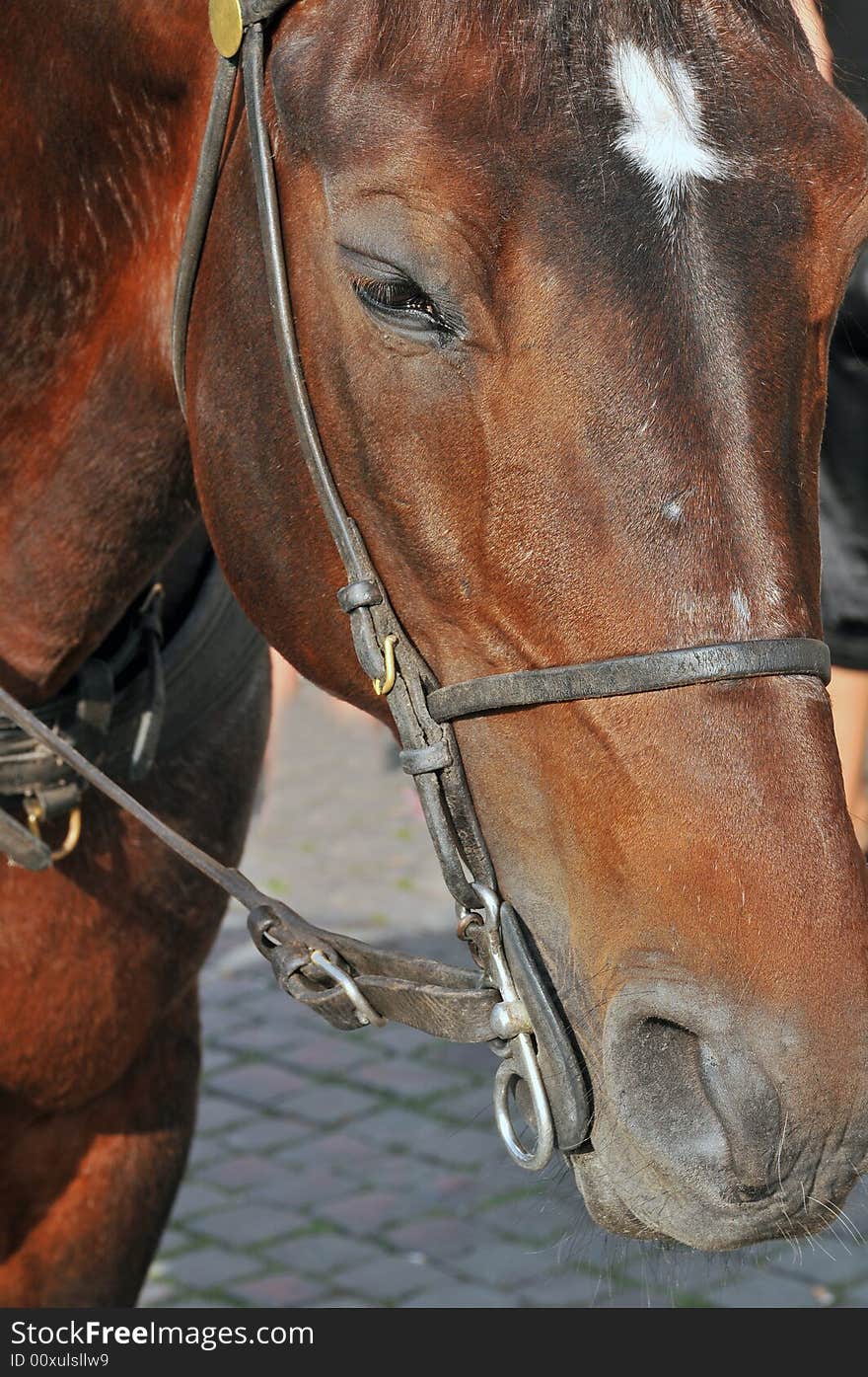 Close up of a horses head. The horse was used by tourists to ride around on