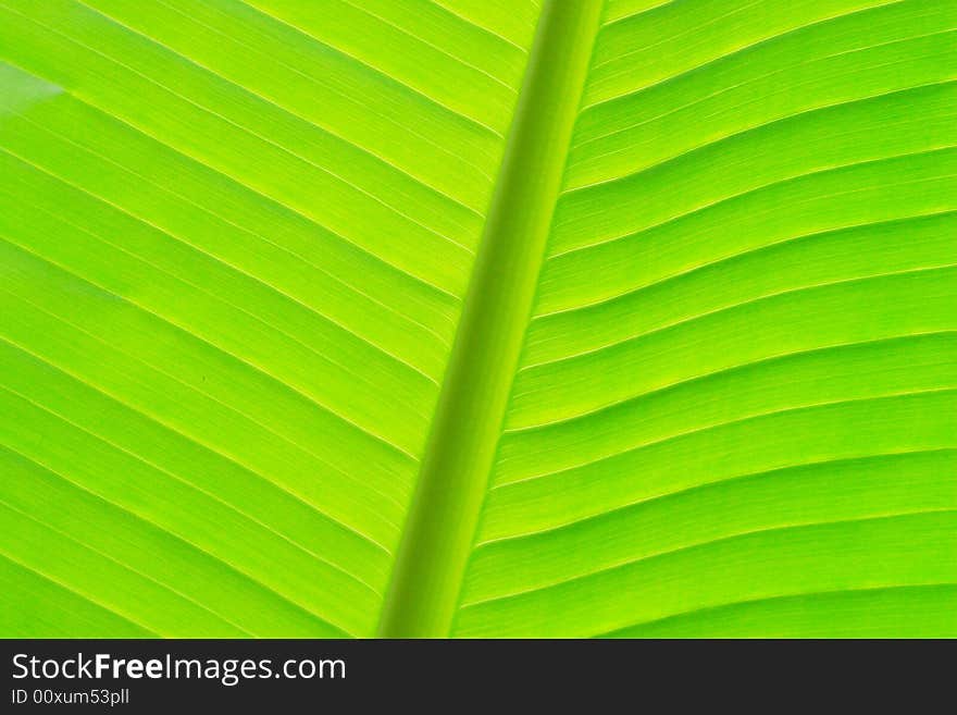 The beautiful leaf of the plant in a garden. The beautiful leaf of the plant in a garden