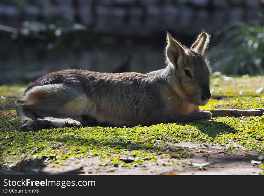 Patagonian Hare