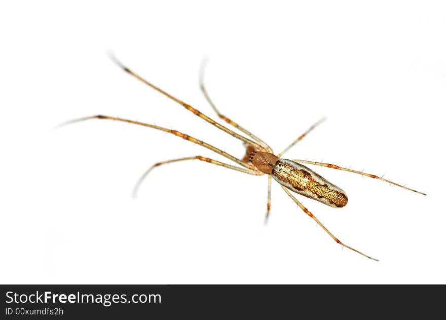 Isolated macro of a long legged spider