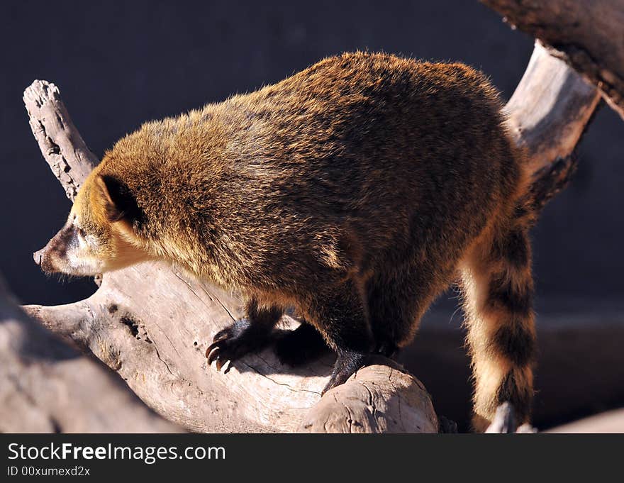 Wild Coatis