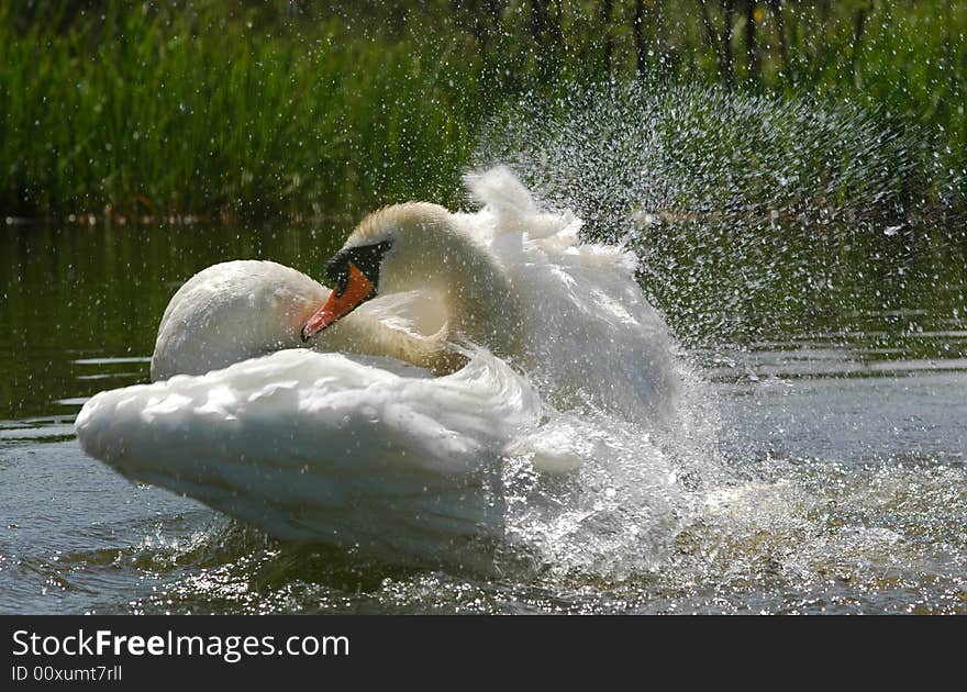 Swimming swan