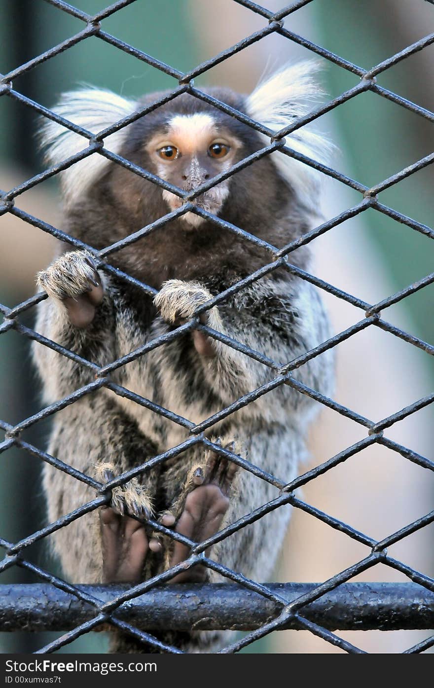 Caged Monkey