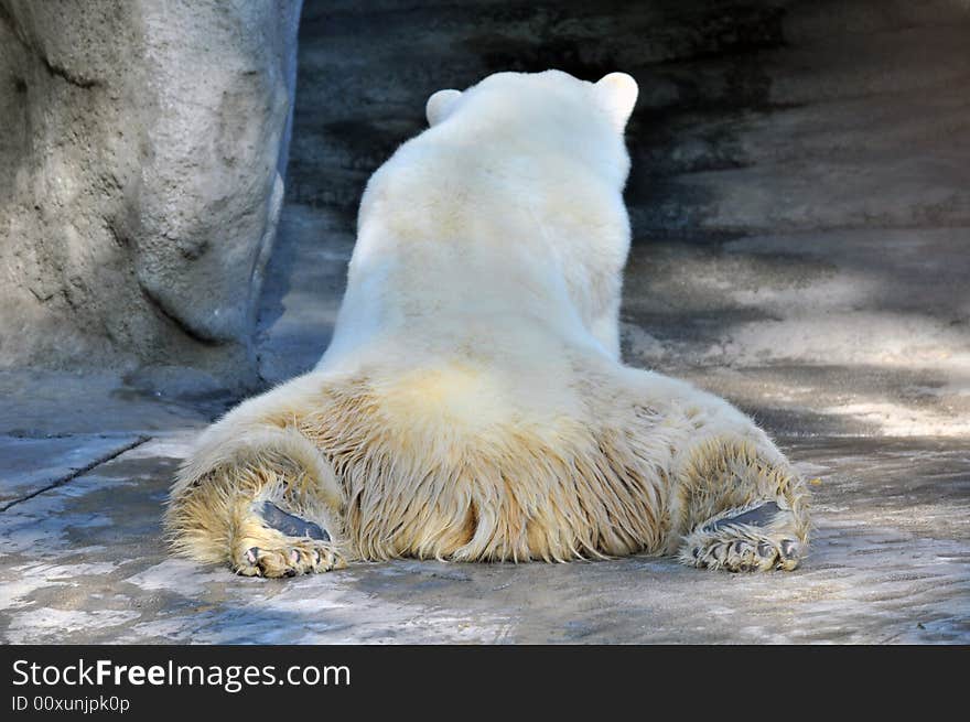 Photo of a Polar bear in Beunos Aires zoo. Photo of a Polar bear in Beunos Aires zoo