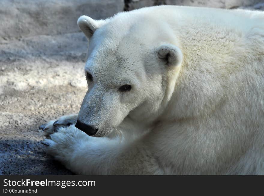 Photo of a Polar bear in Beunos Aires zoo. Photo of a Polar bear in Beunos Aires zoo