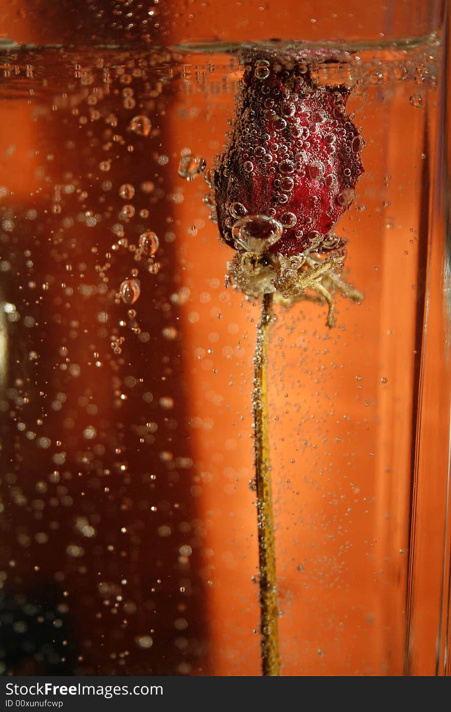 Red dried up bud of rose under water in bubbles on an red background