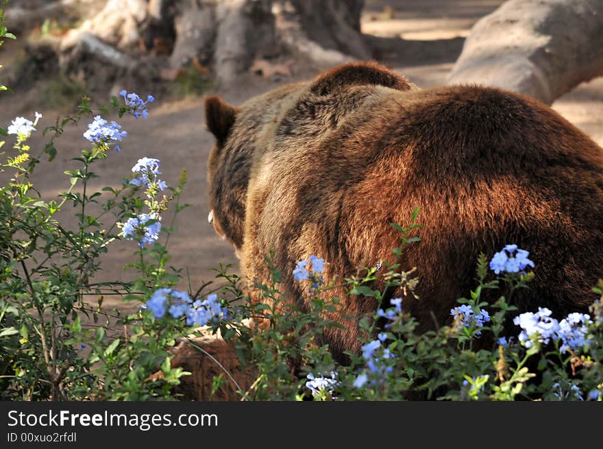 Photo of a brown bear in the wilderness. Photo of a brown bear in the wilderness