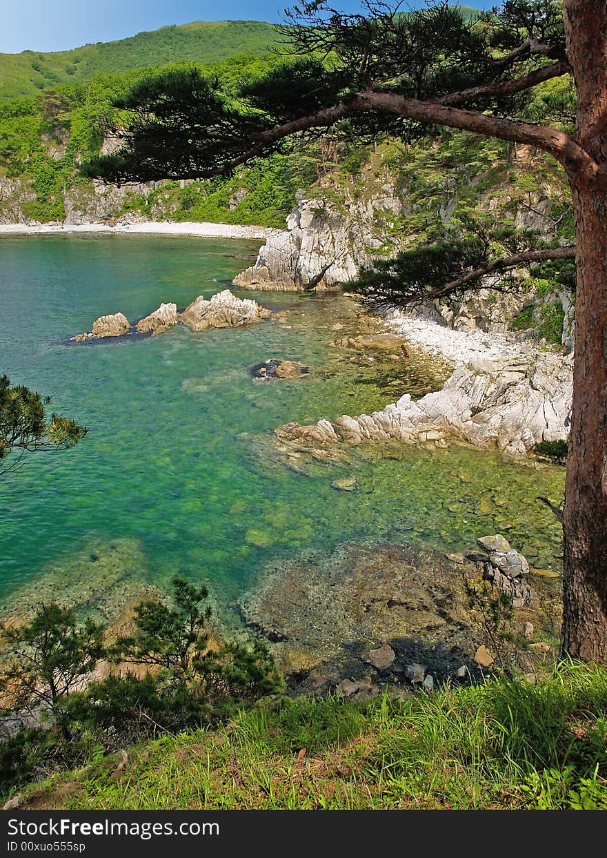 Sea landscape with pines on the rocks