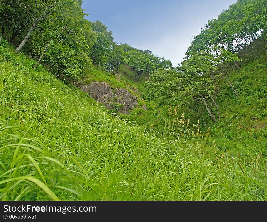 Fine forest valley landscape with green grass against blue sky