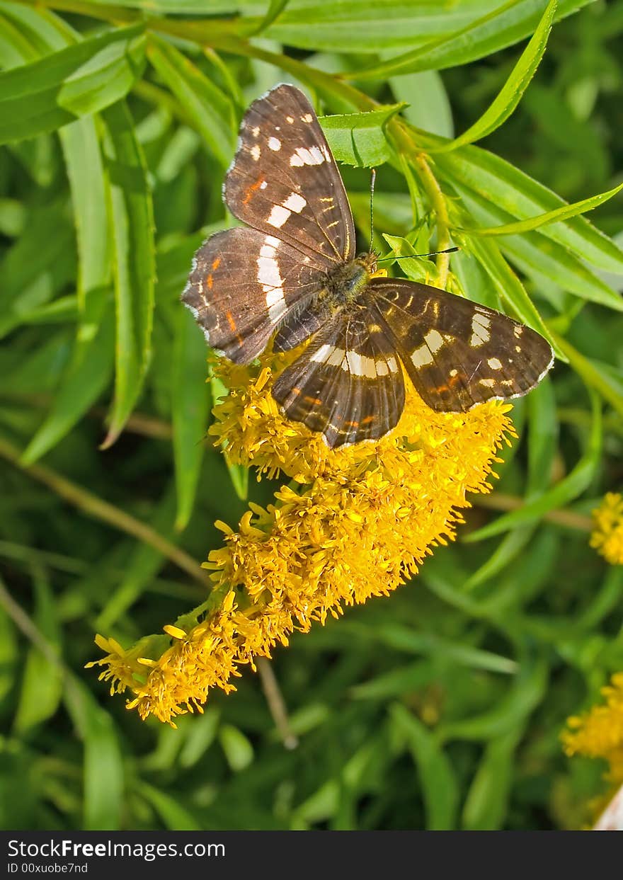 Black monarch butterfly insect sitting on the yellow flower. Black monarch butterfly insect sitting on the yellow flower