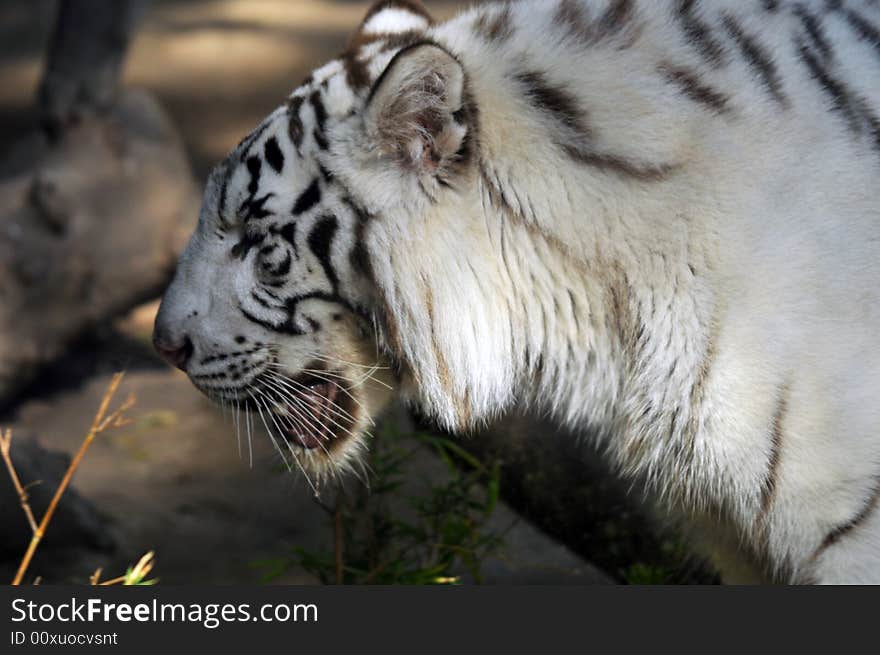 Photo of a caged white tiger. Photo of a caged white tiger