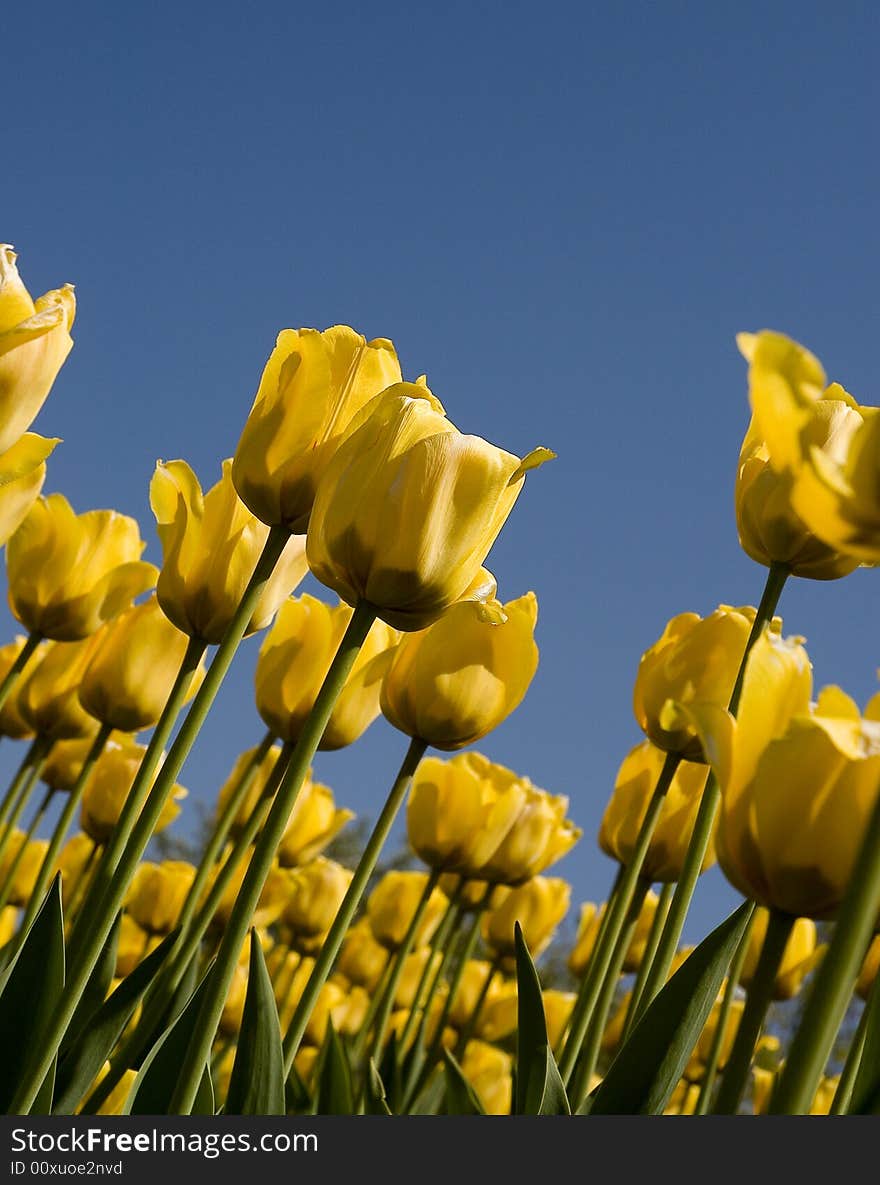 Colorfull flowers with bright vivid color