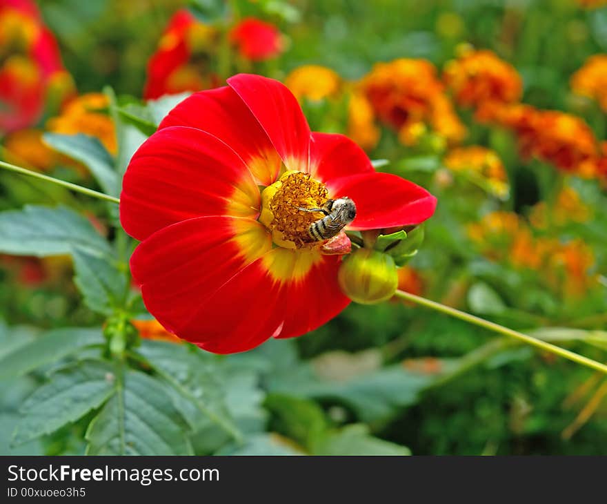 Feeding bee on the red flower in the ornamental garden