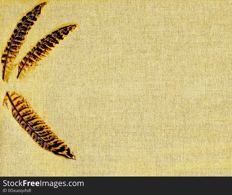 Natural pheasant feathers