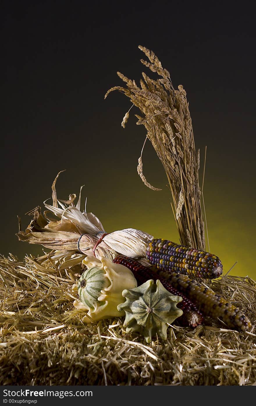 Arrangement of squash and corn on a haystack. Arrangement of squash and corn on a haystack