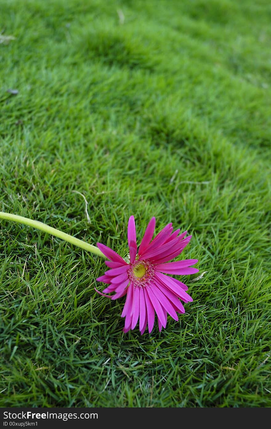 Colorful pink gerbera against green grass background. Colorful pink gerbera against green grass background