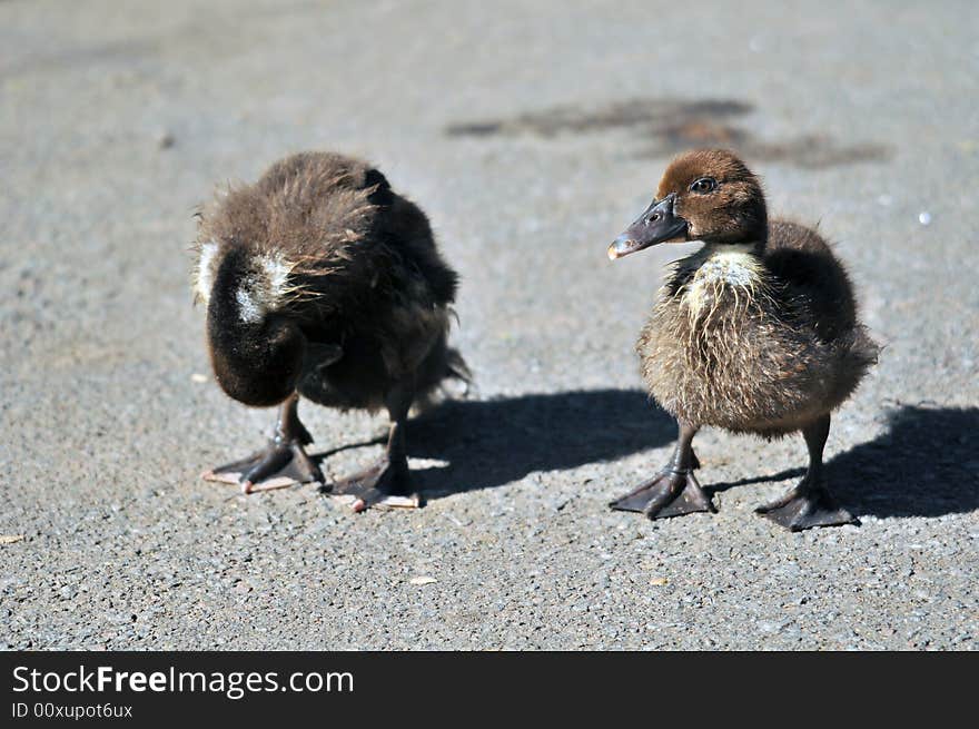 Baby Ducks