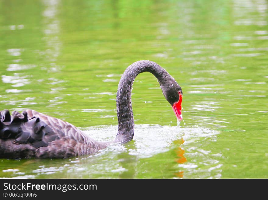 The black swan in the zoo of china