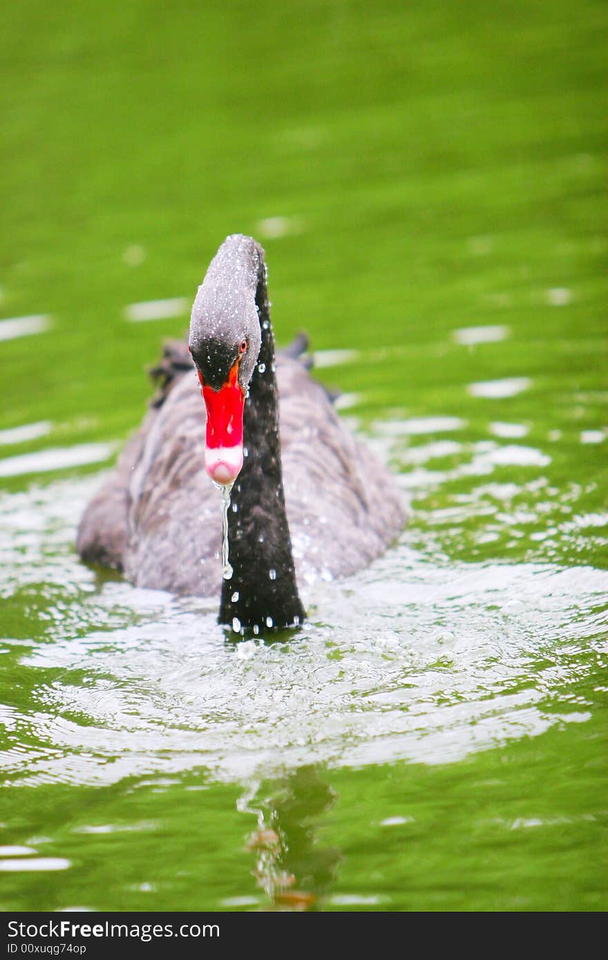 The black swan in the zoo of china