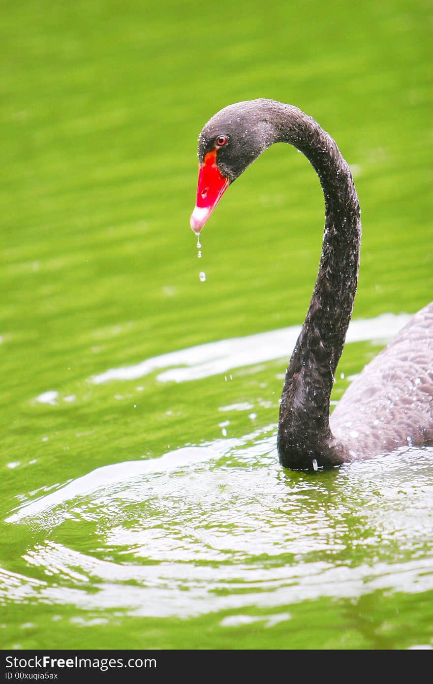 The black swan in the zoo of china. The black swan in the zoo of china