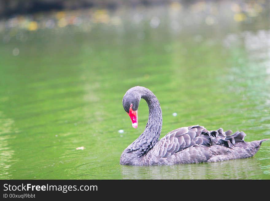 The black swan in the zoo of china