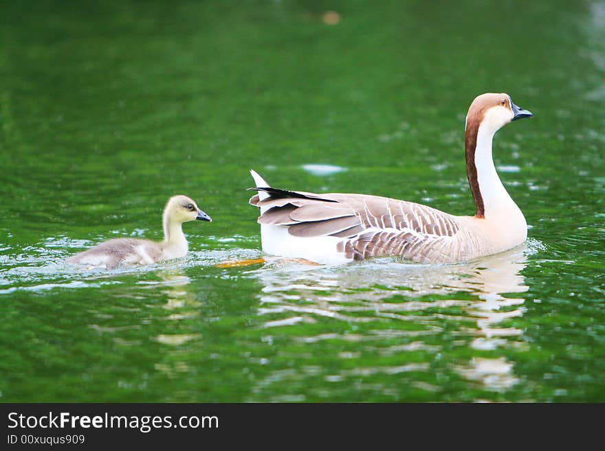 The wide goose in the zoo of china .