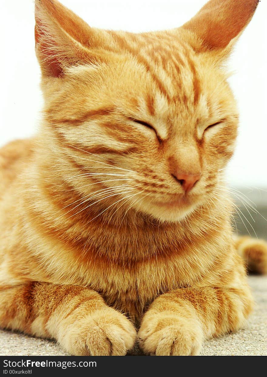 A lazy cat in Xi'an, China.