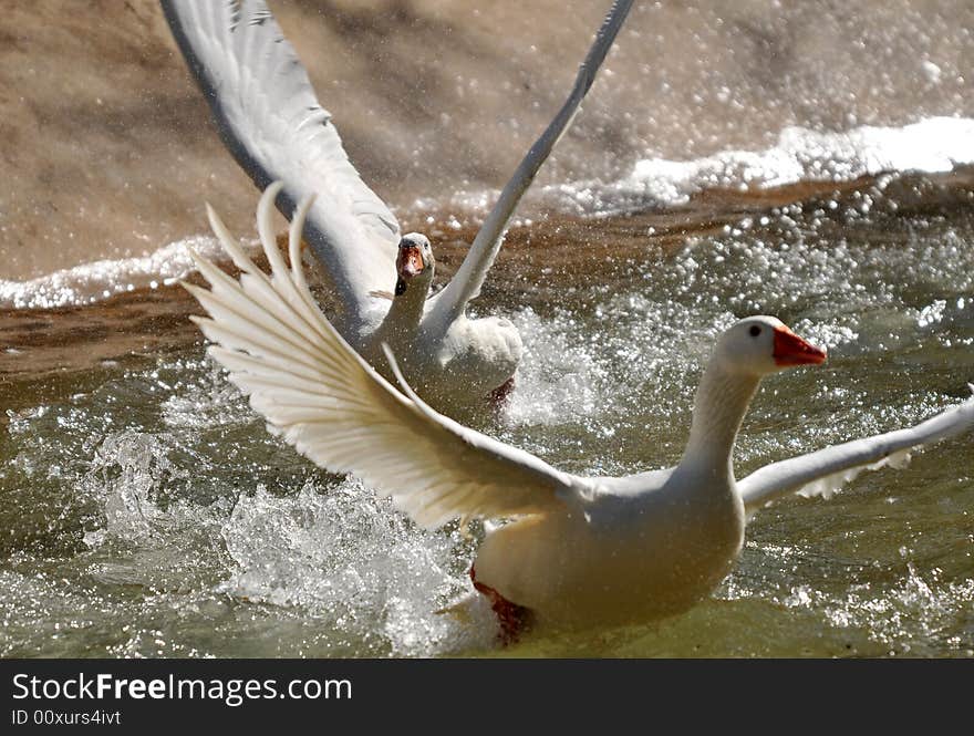 Photo of two geese taking off from water. Photo of two geese taking off from water