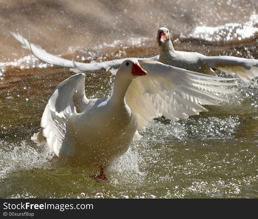 Photo of two geese taking off from water. Photo of two geese taking off from water