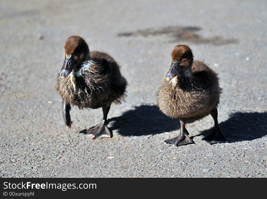 Photo of baby ducklings running towards the camera. Photo of baby ducklings running towards the camera