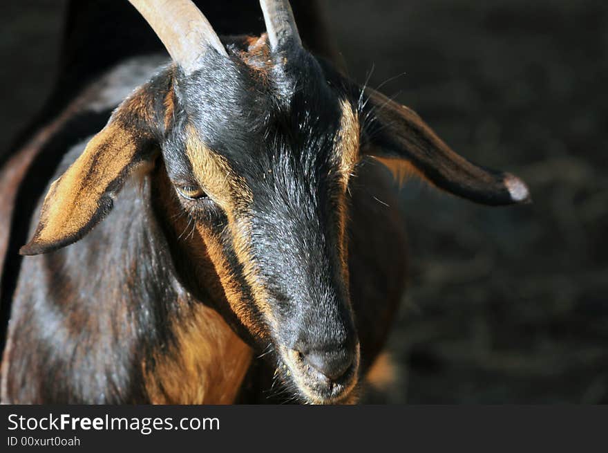 Photo of a goat on a farm