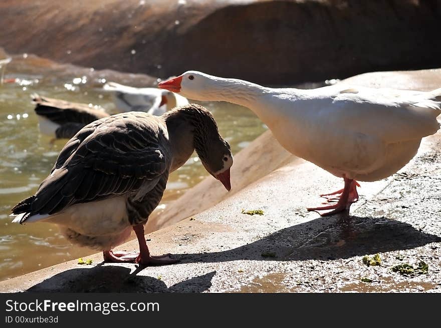 Photo of a gaggle of geese in the wild