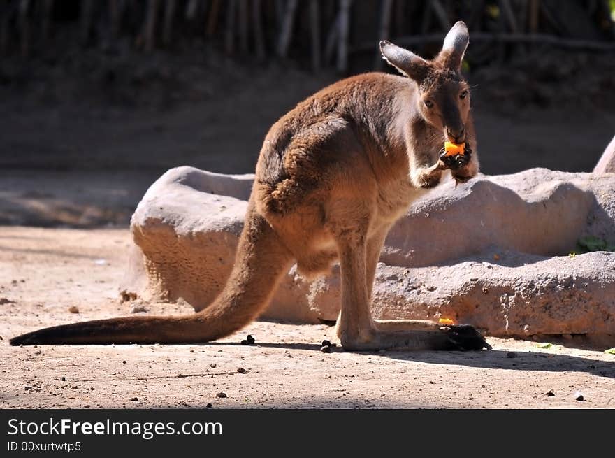 Kangaroo Eating