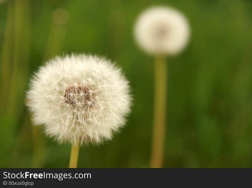 Dandelion, Taraxacum officinale, focus on 1st dandelion