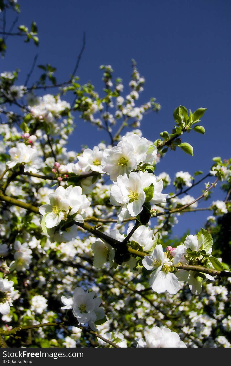 Blooming tree in the franconian countryside of germany. Blooming tree in the franconian countryside of germany