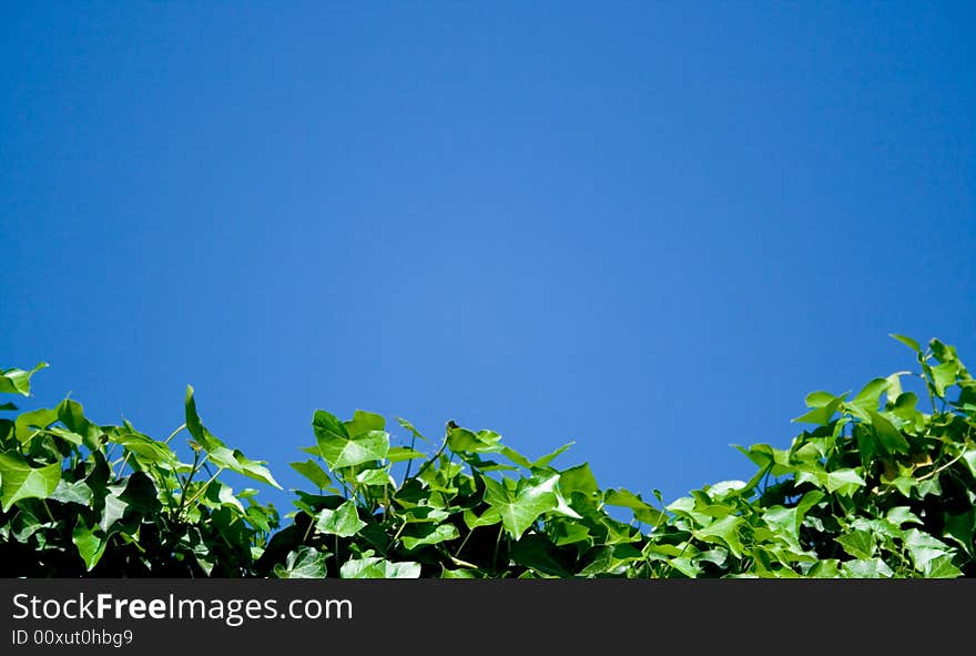 Leaves background and blue sky. Leaves background and blue sky