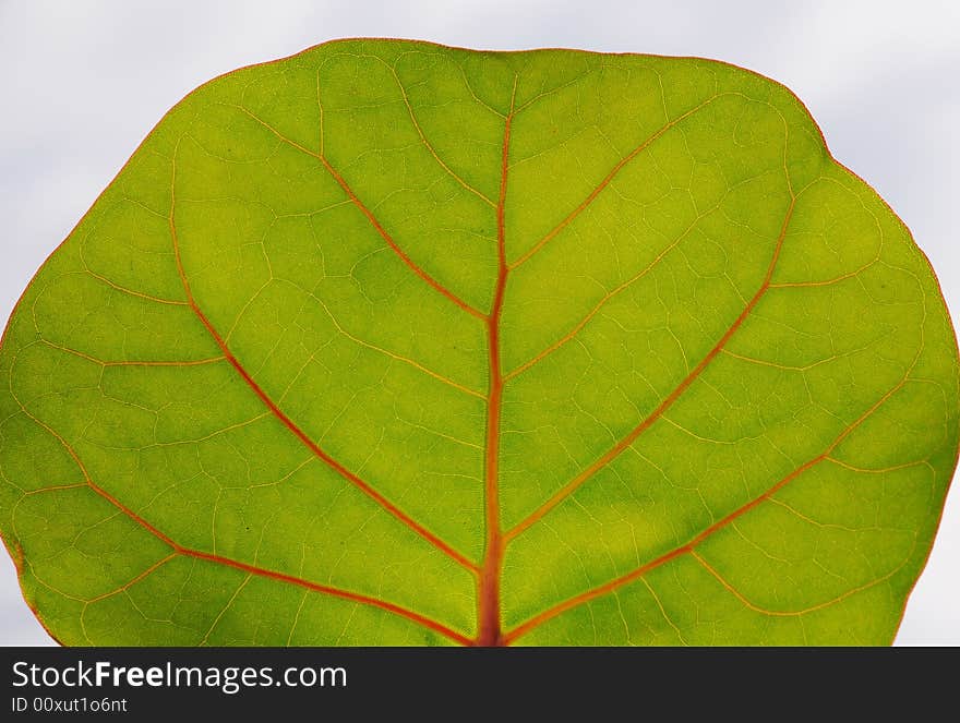 Picture of tropical round leaf with veins detail. Picture of tropical round leaf with veins detail