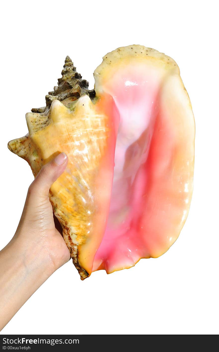 Holding seashell - clipping path