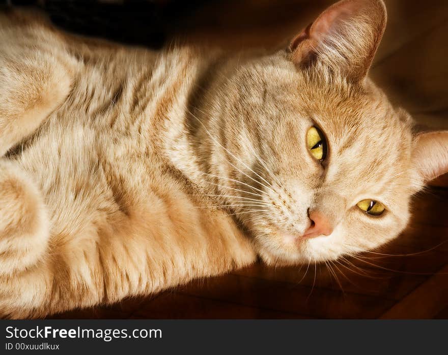 A cat laying on the floor and relaxing