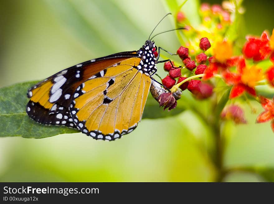 Colorfull butterfly perched on a flower