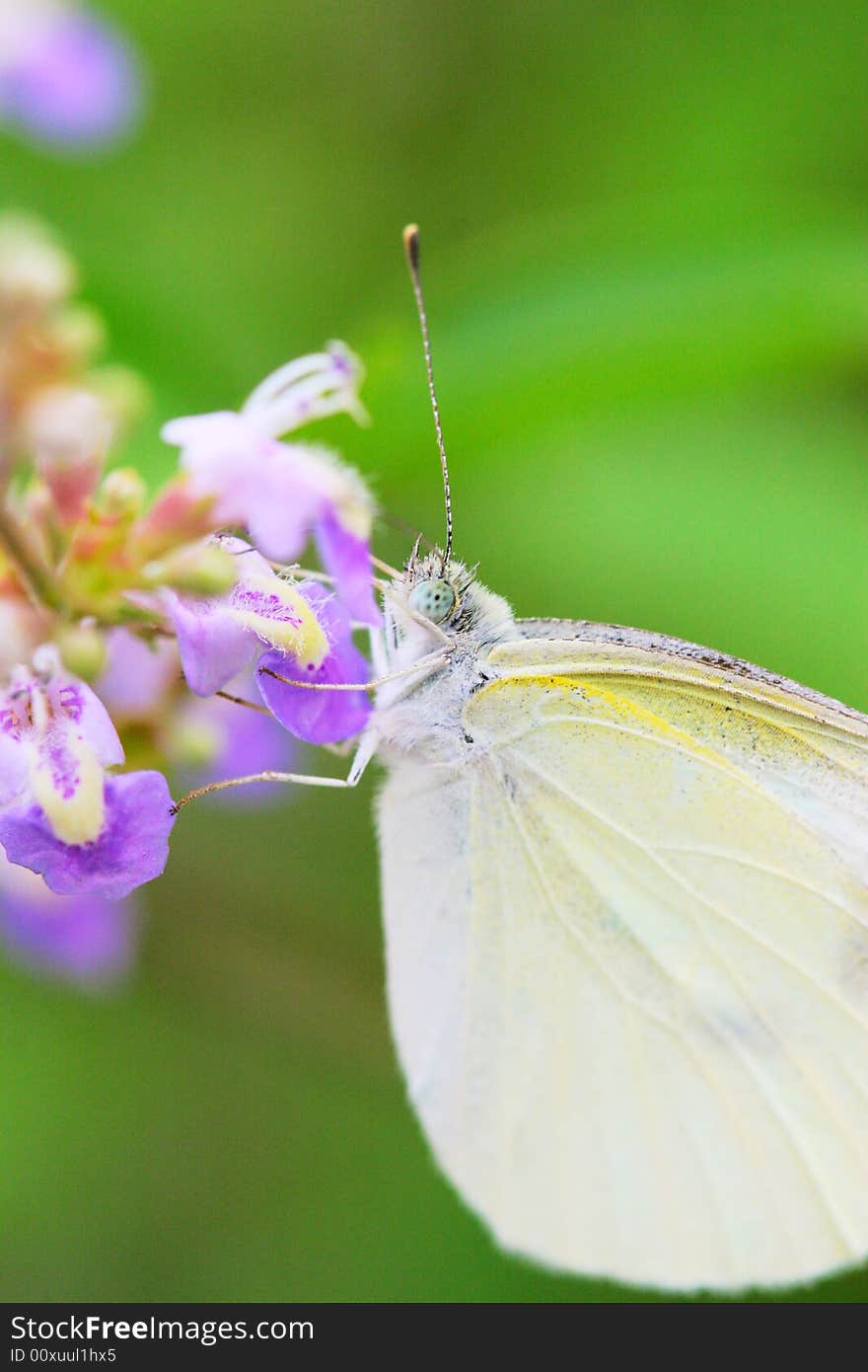 The butterfly fall a plant .
shoot it in a garden .