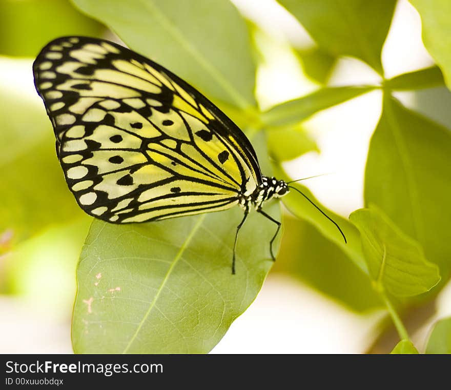 Colorfull butterfly perched on a flower