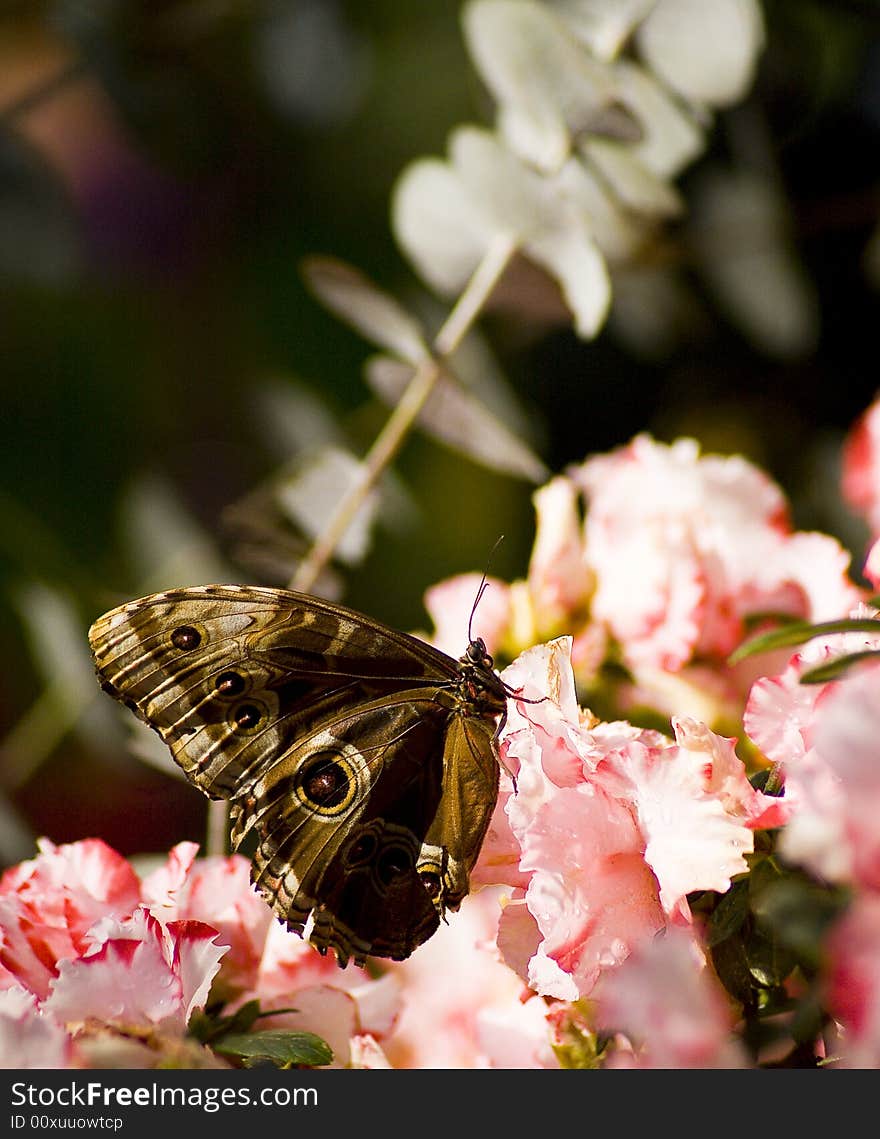 Colorfull butterfly perched on a flower