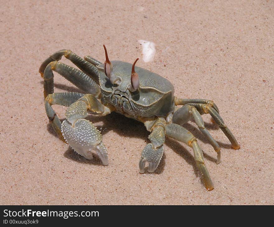 Cancer in Zanzibar beach